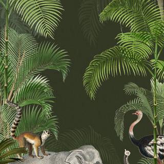 Wild animals iPhone wallpaper