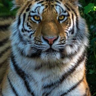 Wild animals iPhone wallpaper