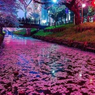 Cherry phone wallpaper