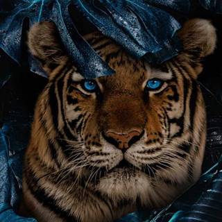 Wild animals iPhone wallpaper