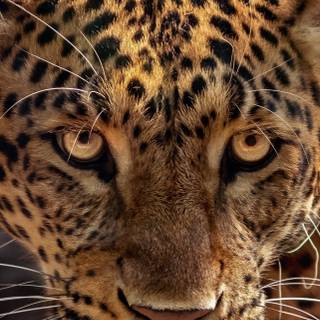Wild animals iPhone wallpaper