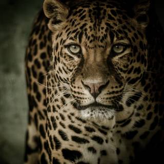 Wild animals iPhone wallpaper