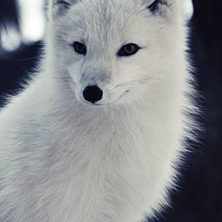 Wild animals iPhone wallpaper