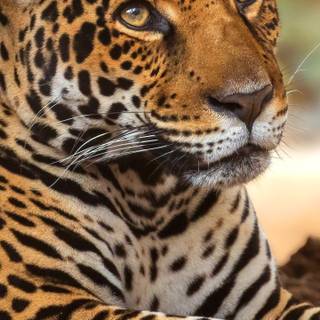 Wild animals iPhone wallpaper