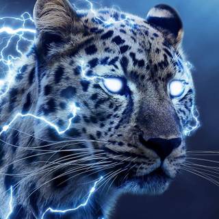 Wild animals iPhone wallpaper