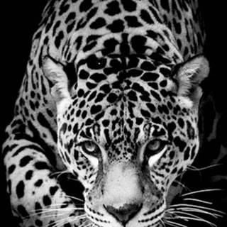 Wild animals iPhone wallpaper