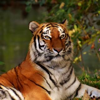 Wild animals iPhone wallpaper