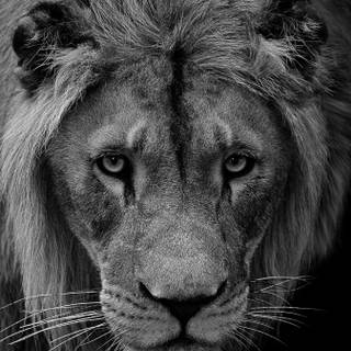 Wild animals iPhone wallpaper