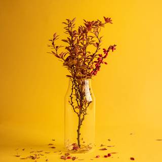 4k minimalist yellow wallpaper