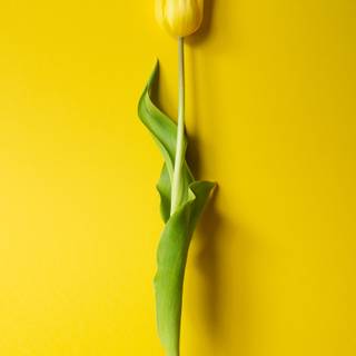 4k minimalist yellow wallpaper