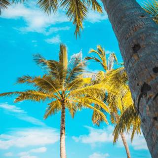 iPhone 12 beach wallpaper