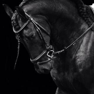 Black horse HD 4k iPhone wallpaper