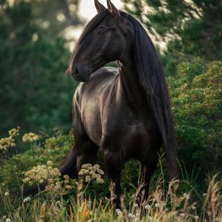 Black horse HD 4k iPhone wallpaper
