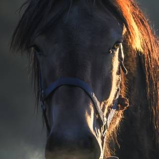 Black horse HD 4k iPhone wallpaper