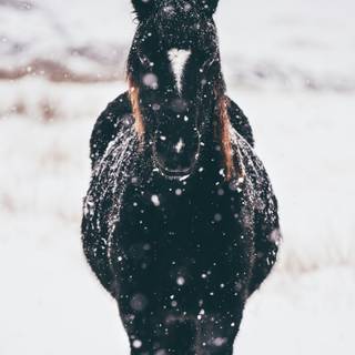 Black horse HD 4k iPhone wallpaper
