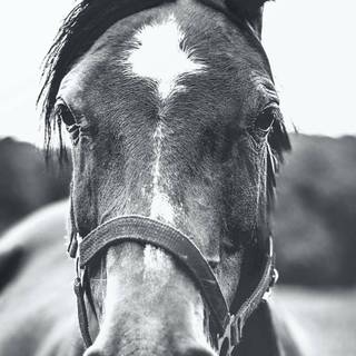 Black horse HD 4k iPhone wallpaper