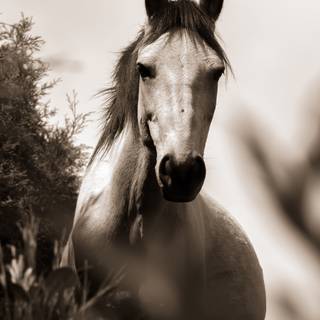 Horse spring 4k wallpaper