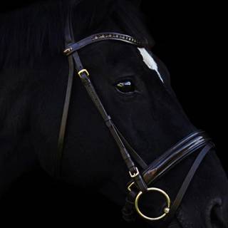 Black horse HD 4k iPhone wallpaper