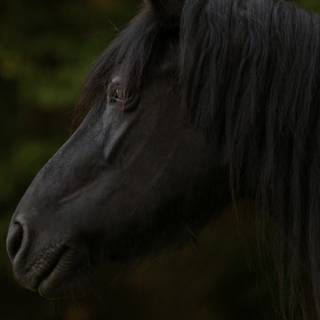 Black horse HD 4k iPhone wallpaper