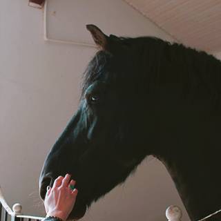 Black horse HD 4k iPhone wallpaper
