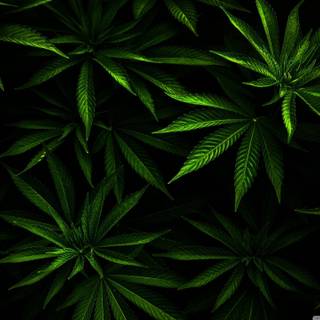 Weed girl 4k wallpaper