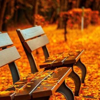 Vitage autumn wallpaper