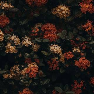 Vitage autumn wallpaper