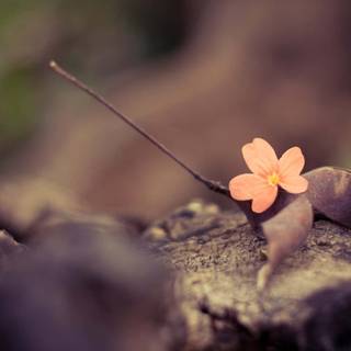 Vitage autumn wallpaper