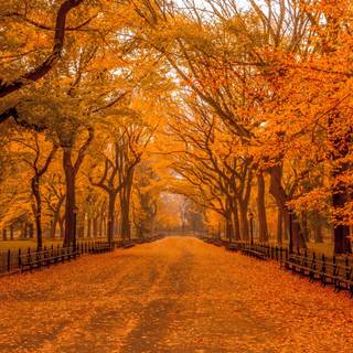 Autumn season wallpaper