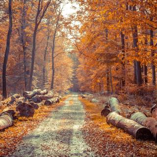 Autumn forest 1920x1080 wallpaper