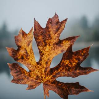 Vitage autumn wallpaper