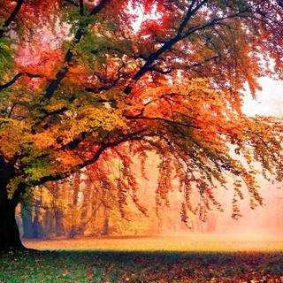 Autumn foggy rain wallpaper