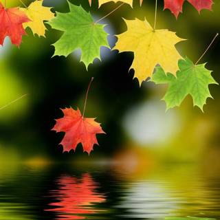 Autumn maple phone wallpaper