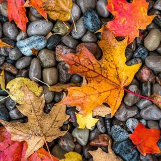 Autumn maple phone wallpaper