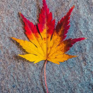 Autumn maple phone wallpaper