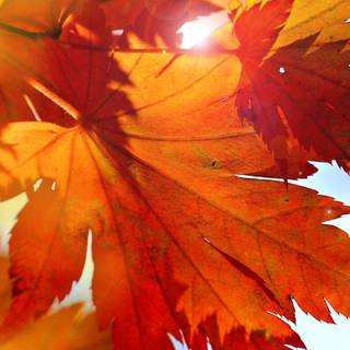 Autumn maple phone wallpaper