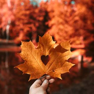 Autumn maple phone wallpaper