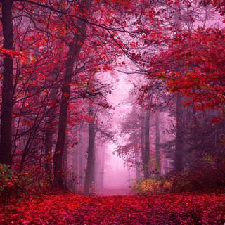 Autumn 4k HD wallpaper