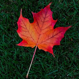 Autumn maple leaf phone wallpaper