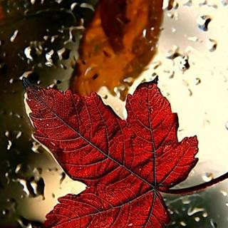 Autumn maple leaf phone wallpaper
