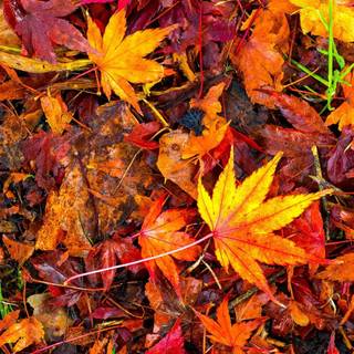 Autumn maple leaf phone wallpaper