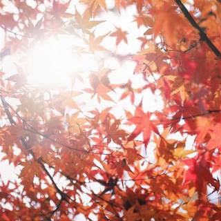 Autumn maple phone wallpaper