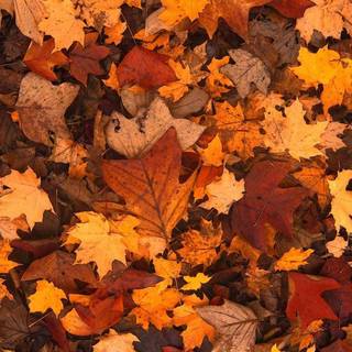 Autumn maple leaf phone wallpaper