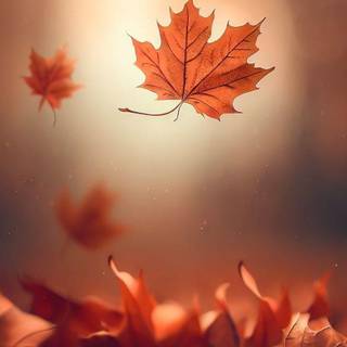 Autumn maple leaf phone wallpaper