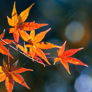 Autumn maple leaf phone wallpaper