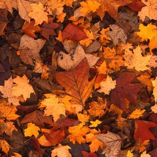 Autumn maple phone wallpaper