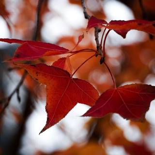 Autumn maple phone wallpaper