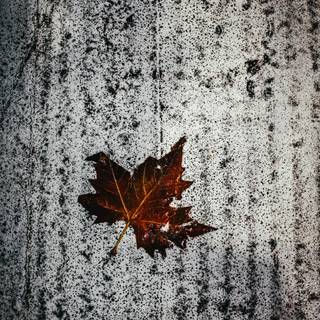 Autumn maple phone wallpaper