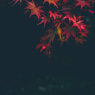 Autumn maple leaf phone wallpaper