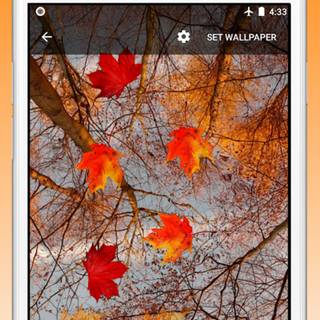 Autumn maple phone wallpaper